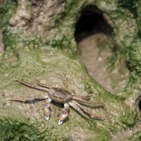 Chinese Mitten Crab