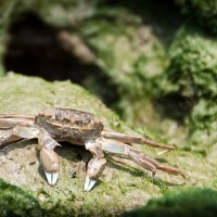 Chinese Mitten Crab