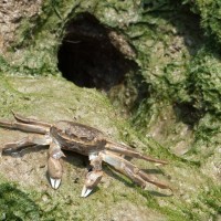 Chinese Mitten Crab