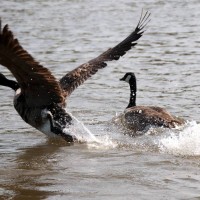 Canada Goose