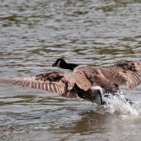 Canada Goose