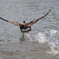 Canada Goose