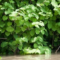 Japanese Knotweed