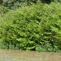 Japanese Knotweed