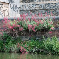 Red Valerian