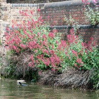 Red Valerian