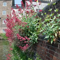 Red Valerian