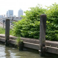 Japanese Knotweed