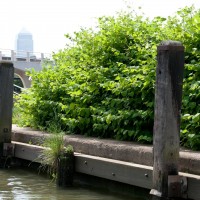 Japanese Knotweed
