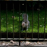 Grey Squirrel
