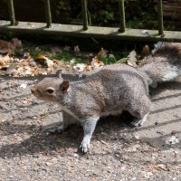 Grey Squirrel