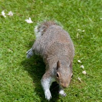 Grey Squirrel