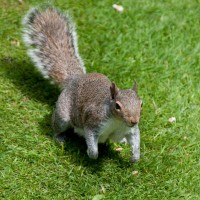 Grey Squirrel