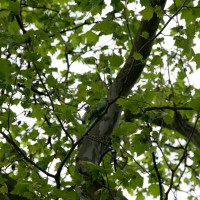 Rose-ringed Parakeet
