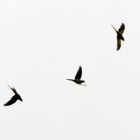 Rose-ringed Parakeet