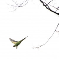 Rose-ringed Parakeet
