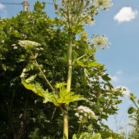 Giant Hogweed