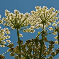 Giant Hogweed