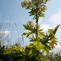 Giant Hogweed