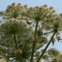 Giant Hogweed