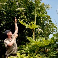 Giant Hogweed