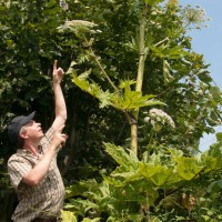 Giant Hogweed