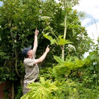 Giant Hogweed