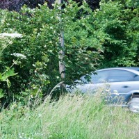 Giant Hogweed