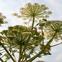 Giant Hogweed