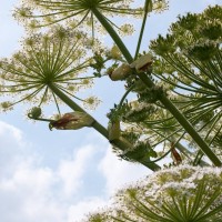 Giant Hogweed