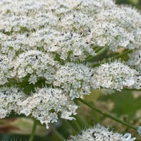 Giant Hogweed