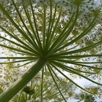 Giant Hogweed