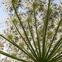 Giant Hogweed