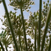 Giant Hogweed