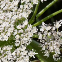 Giant Hogweed