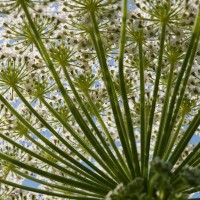 Giant Hogweed
