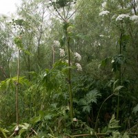 Giant Hogweed