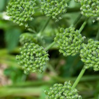 Giant Hogweed