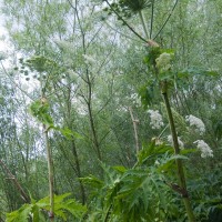 Giant Hogweed