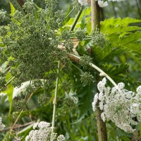 Giant Hogweed