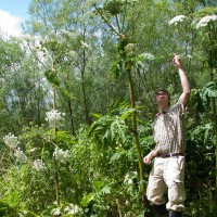 Giant Hogweed