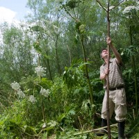 Giant Hogweed