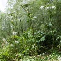 Giant Hogweed