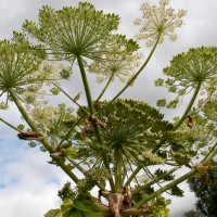 Giant Hogweed