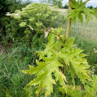 Giant Hogweed