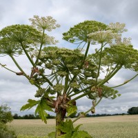 Giant Hogweed