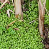 New Zealand Pigmyweed