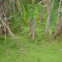 New Zealand Pigmyweed