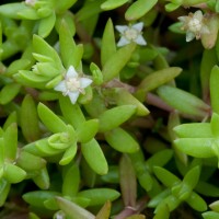 New Zealand Pigmyweed