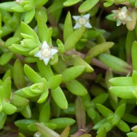 New Zealand Pigmyweed